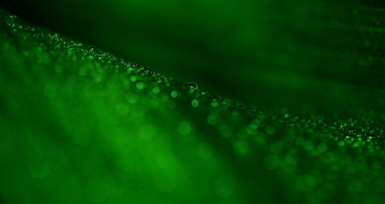 leaves-558516_1280 faq post image